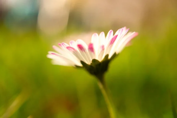 Primer Plano Una Margarita Con Mucho Bokeh Prado —  Fotos de Stock