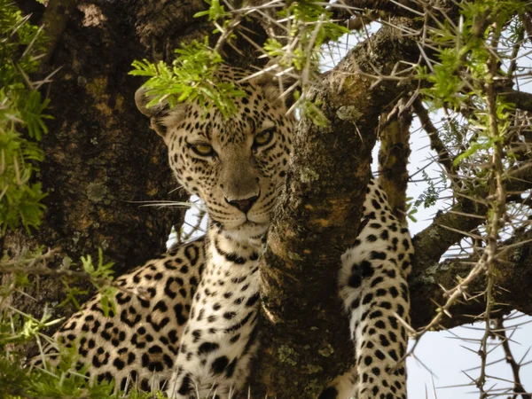 Egy Afrikai Leopárd Alacsony Szögű Közelsége Fán Tanzániai Serengeti Nemzeti — Stock Fotó