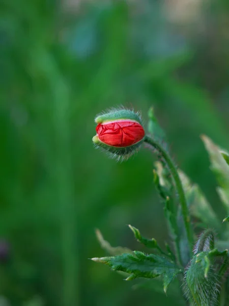 Beautiful Photo Poppy Bud — Foto Stock