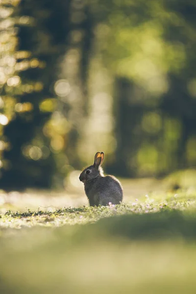 Pequeño Conejo Peludo Pie Sobre Hierba Verde Día Soleado —  Fotos de Stock