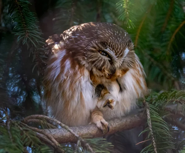 Nahaufnahme Einer Eule Auf Einem Baum — Stockfoto