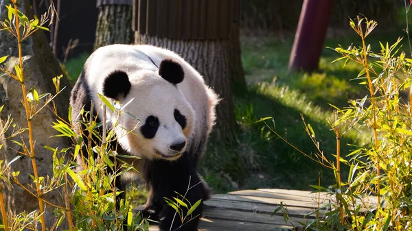 可爱的大熊猫熊在动物园里散步 — 图库照片