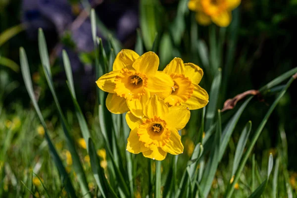 Gros Plan Jonquilles Fleurissant Dans Forêt — Photo