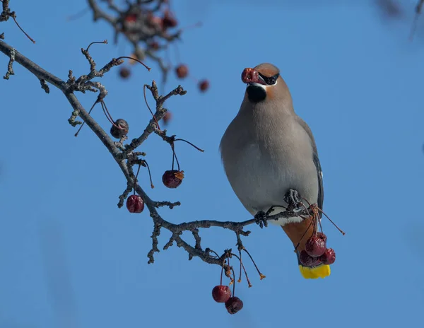 Mise Point Peu Profonde Oiseau Sur Cerisier — Photo