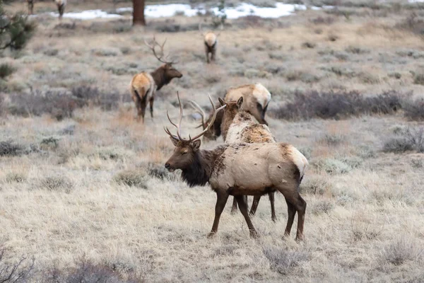 Tule Elks Natural Habitat Dry Field — Stock Photo, Image