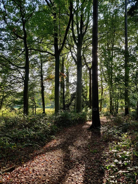Een Verticale Foto Van Het Prachtige Bos Met Dichte Groene — Stockfoto