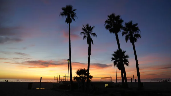 Une Scène Envoûtante Coucher Soleil Silhouetté Sur Des Palmiers Hermosa — Photo