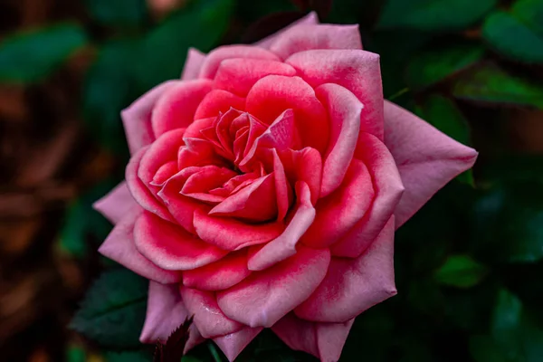 Egy Közeli Kép Egy Gyönyörű Rózsaszín Virágról Kertben — Stock Fotó