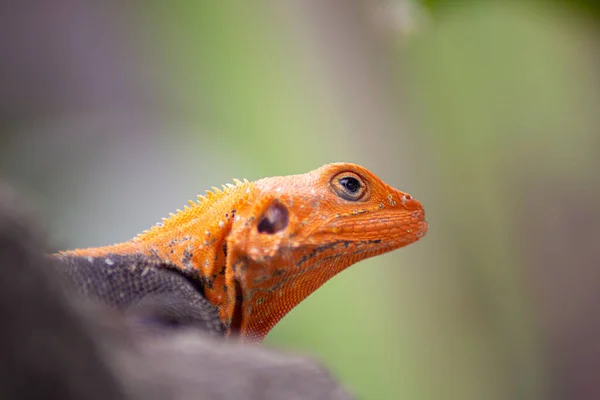 Gros Plan Lézard Agama Mâle Tête Rouge Reposant Sur Mur — Photo