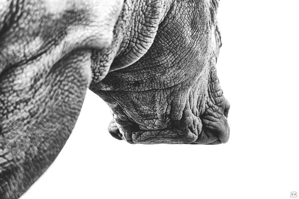Alacsony Szögű Szürkeárnyalatú Felvétel Egy Rinocérosz Ráncos Bőrről Fehér Alapon — Stock Fotó
