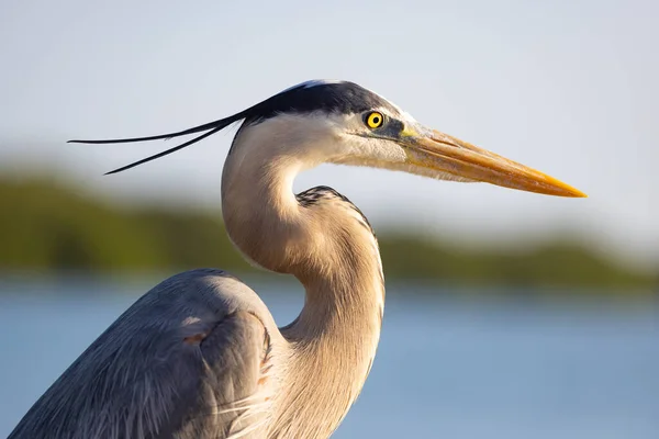 Une Sélection Grand Héron Mouillé Ardea Herodias — Photo