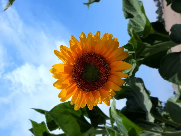 Eine Vertikale Nahaufnahme Einer Sonnenblume Gegen Den Blauen Himmel — Stockfoto