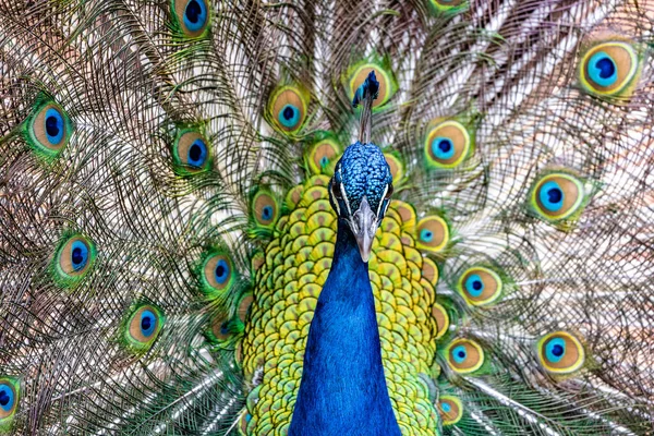 Pavão Com Sua Plumagem Estendida — Fotografia de Stock