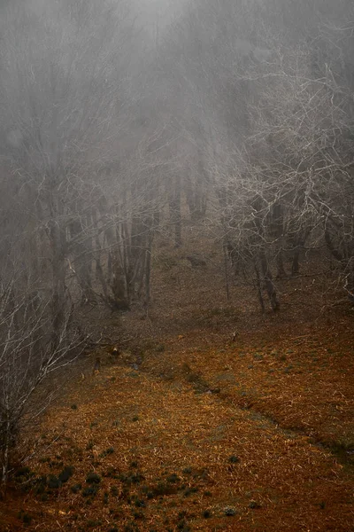 Ένα Κάθετο Πλάνο Της Άφυλλης Γριάς Ένα Δάσος Σκοτεινό Καιρό — Φωτογραφία Αρχείου