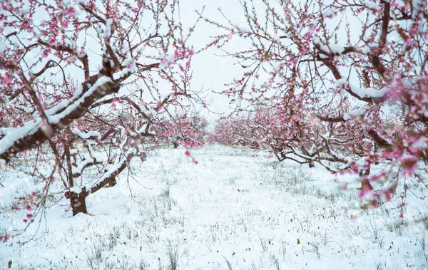 Primer Plano Nieve Árboles Florecidos Con Flores Rosadas —  Fotos de Stock