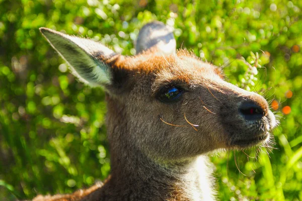 Portrait Small Kangaroo — Stock Photo, Image