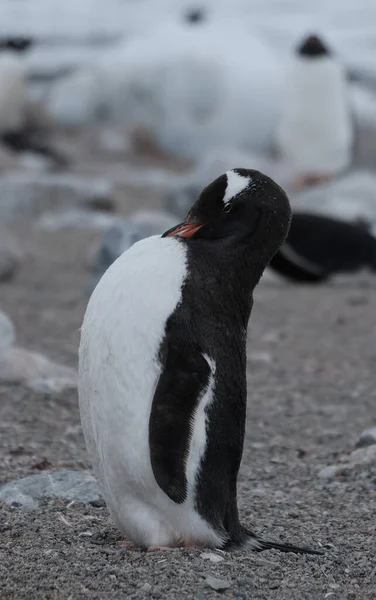 Vertikální Snímek Gentoo Tučňáka Spícího Stoje — Stock fotografie