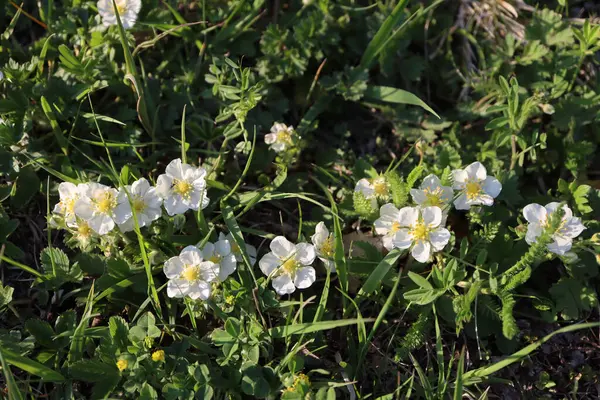 Closeup Shot Fragaria Viridis Flowers Green Leaves Ground Garden Daylight — Stock Photo, Image