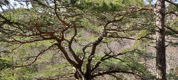 Vacker Utsikt Över Ett Landskap Med Träd Och Buskar — Stockfoto