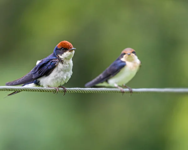 Una Coppia Filo Coda Rondini Appollaiati Filo Contro Uno Sfondo — Foto Stock