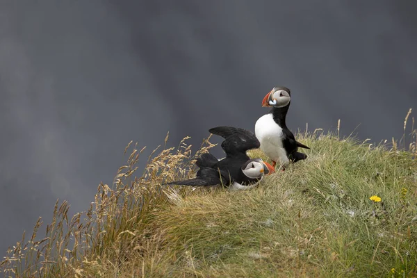 Een Prachtig Levendig Beeld Van Atlantic Puffins Kliffen — Stockfoto