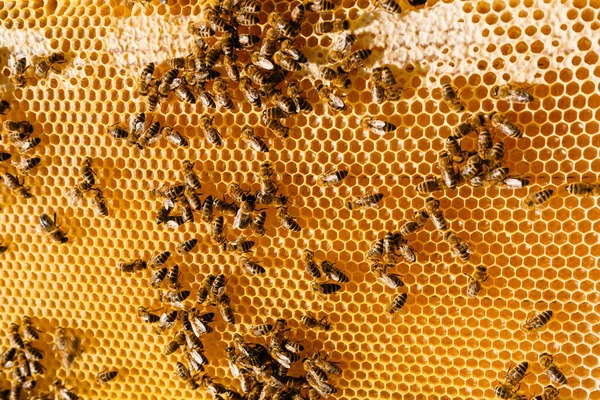Egy Közelkép Mézelő Méhekről — Stock Fotó