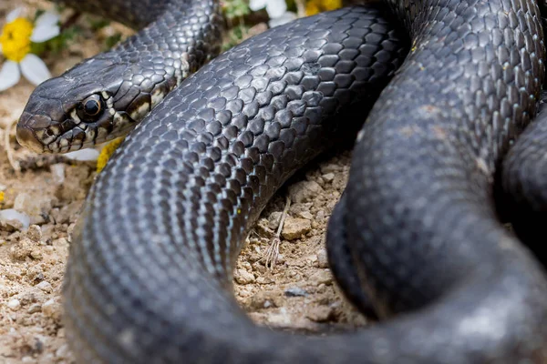 黒西部の鞭ヘビ ヒエロピスのウイルス性 カールアップし マルタ海カモミールの植物 Anthemis Urvilleanaの近くで日光浴 野生の爬虫類マルタ — ストック写真