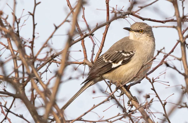 Gros Plan Bel Oiseau Moqueur Sur Arbre Dans Une Forêt — Photo