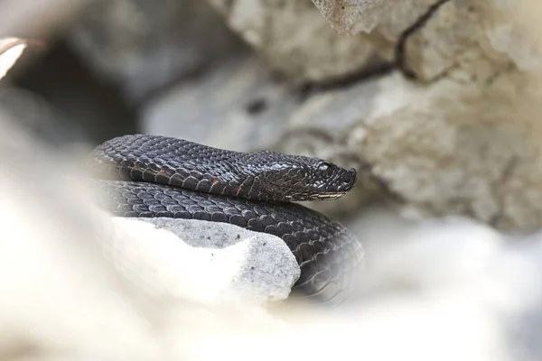 Een Dichtbij Shot Van Een Zwarte Asp Adder Zwitserse Alpen — Stockfoto