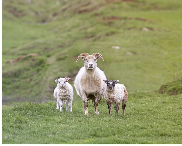 两只白山羊和一只母山羊在山上的牧场上 自然栖息地内的动物 — 图库照片