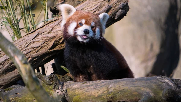 树上可爱的红熊猫 金银花 — 图库照片