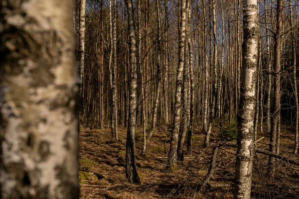 Die Blattlosen Bäume Wald — Stockfoto