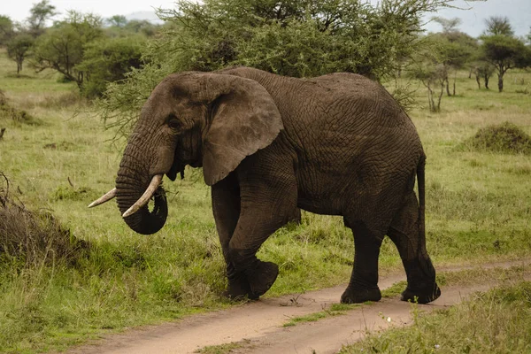 Grande Elefante Safári Parque Nacional Serengeti Tanzânia — Fotografia de Stock