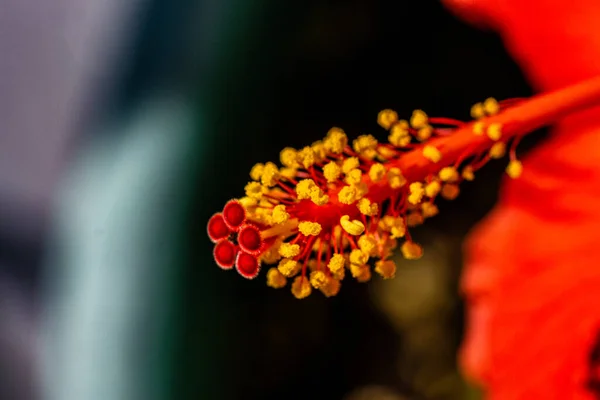 晴れた日に美しい赤いハイビスカスの花のクローズアップショット — ストック写真