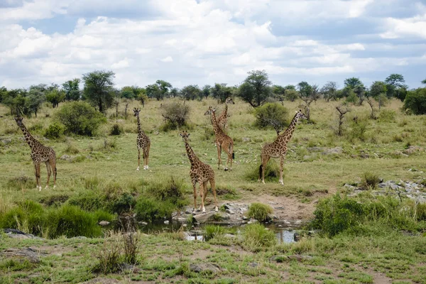 Tower Giraffes Safari Serengeti National Park Tanzania — Stock Photo, Image