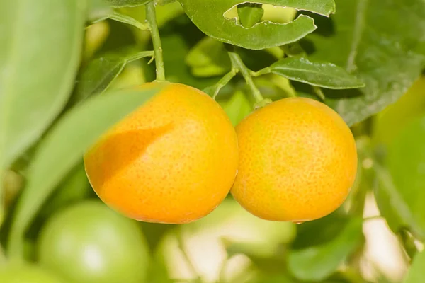 Eine Nahaufnahme Frischer Und Gesunder Orangefarbener Früchte Auf Einem Baum — Stockfoto