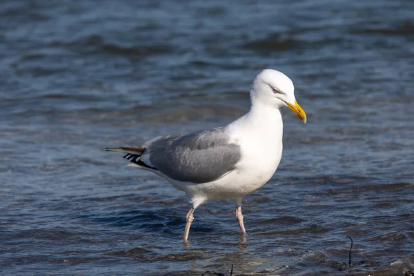 Zbliżenie Srebrnej Mewy Plaży — Zdjęcie stockowe