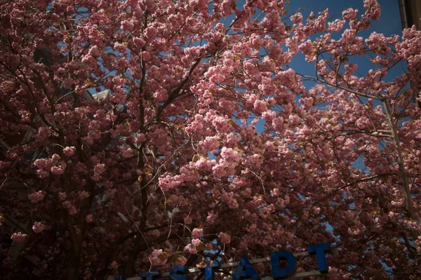 Plan Angle Bas Beaux Arbres Sakura — Photo