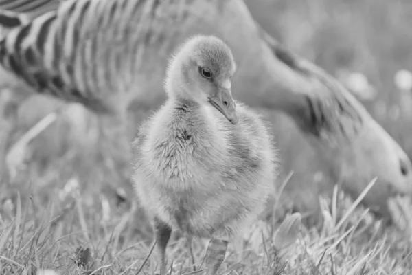 Grayscale Shot Young Gosling Foraging Field Blurry Adult Goose Background — Stock Photo, Image