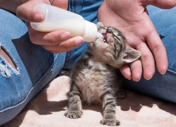 Uma Pessoa Alimentando Bebê Gato Com Uma Garrafa Leite — Fotografia de Stock