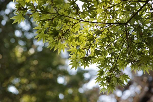 단풍나무의 아래쪽 — 스톡 사진
