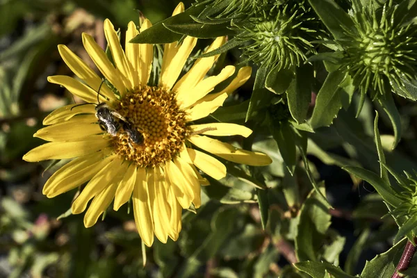 Ape Fiore Selvatico Giallo Brillante Giorno Primavera — Foto Stock