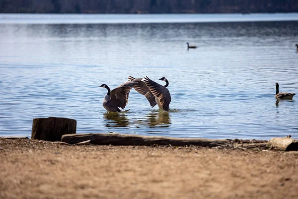 Een Prachtig Shot Van Twee Canadese Ganzen Zwaaiend Met Hun — Stockfoto