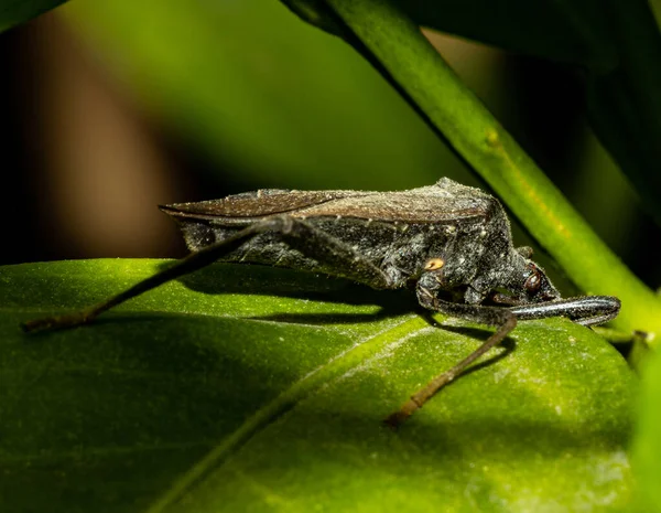 一种野生叶足昆虫在森林中植物叶子上的特写 — 图库照片