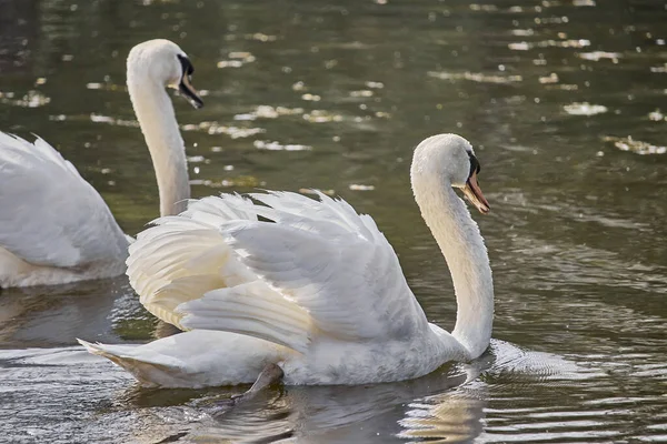 Close Graceful White Swans Lake Stock Image