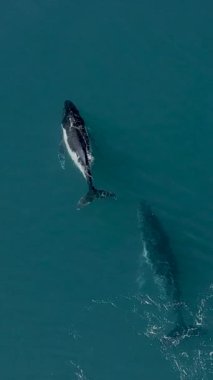 Okyanusta yüzen balinaların dikey üst görüntüsü.