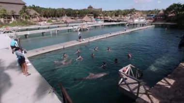 Xcaret Park, Meksika 'daki yunusların ziyaretçilerinin olduğu bir video.