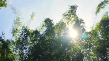 Yeşil ağaç rüzgarlı bir günde güneşin altında dallanır.