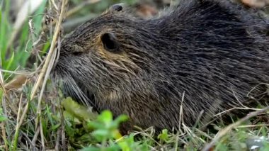Nehir kenarında ot yiyen bir coypu (besleyici)