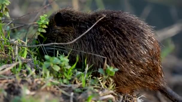 Een Coypu Myocastor Coypus Ook Wel Bekend Als Nutria Eten — Stockvideo